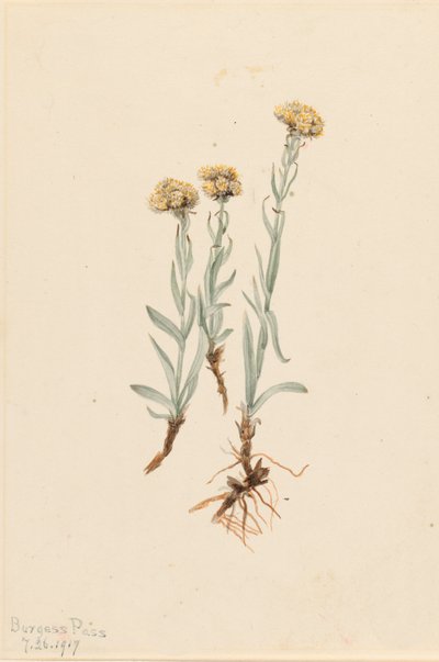 Buff Pussytoes Antennaria luzuloides, 1917 von Mary Vaux Walcott
