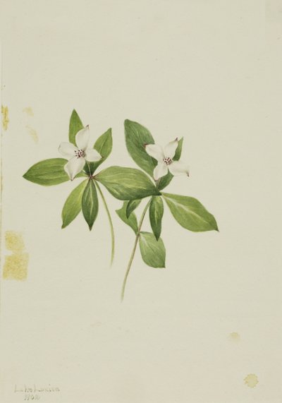 Kanadische Hartriegel von Mary Vaux Walcott