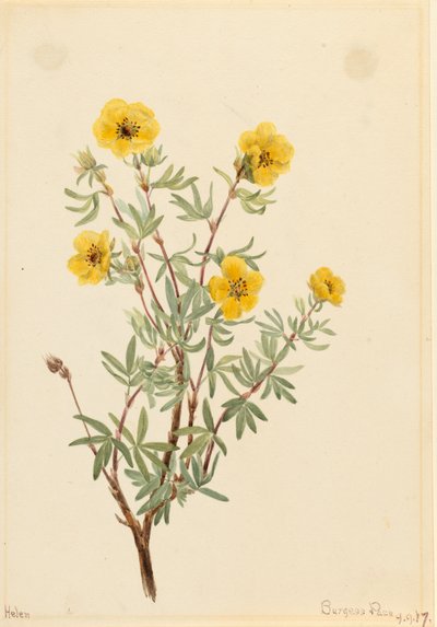 Busch-Fingerkraut Potentilla fruticosa, 1917 von Mary Vaux Walcott