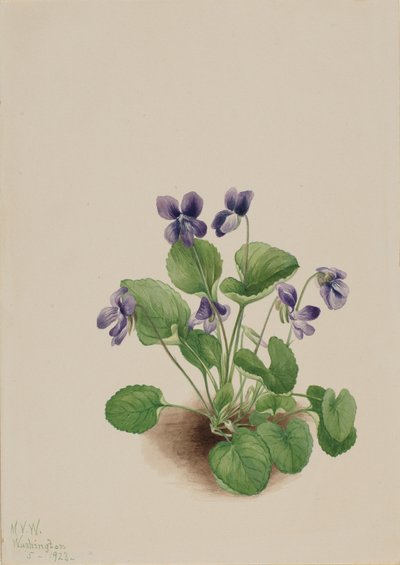 Schmetterlingsveilchen Viola papilionacea, 1923 von Mary Vaux Walcott