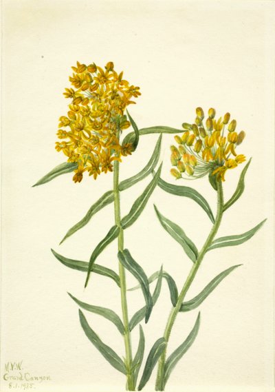 Schmetterlingskraut Ascelpias tuberosa von Mary Vaux Walcott