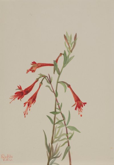 Kalifornische Fuchsie (Zauschneria californica) von Mary Vaux Walcott