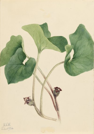 Kanadischer Wild-Ingwer (Asarum canadense) von Mary Vaux Walcott