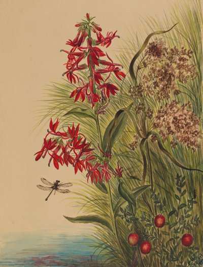Kardinalblume Lobelia cardinalis, 1880 von Mary Vaux Walcott