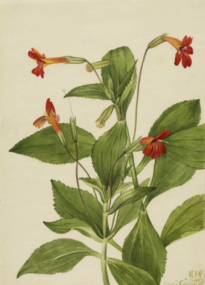 Kardinales Affenblume Mimulus cardinalis, 1927 von Mary Vaux Walcott