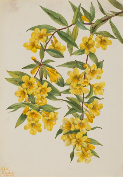 Karolina-Jasmin (Gelsemium sempervirens) von Mary Vaux Walcott