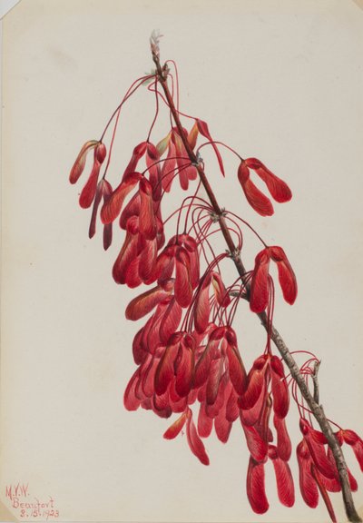Karolina-Ahorn (Acer carolinianum) von Mary Vaux Walcott