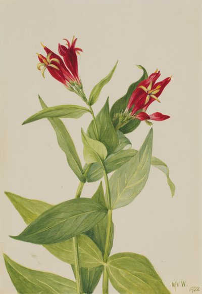 Carolina Pink (Spigelia marylandica) von Mary Vaux Walcott