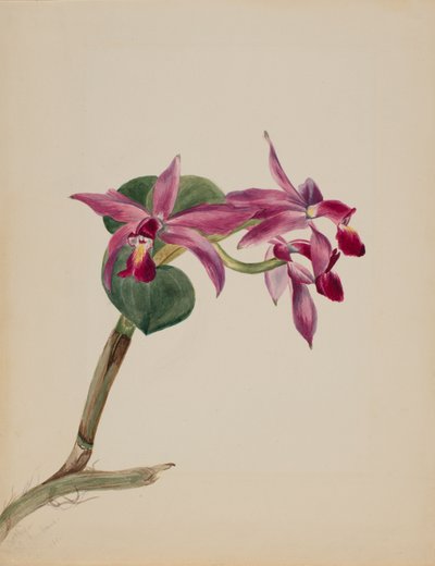 Cattlaya superbus, 1881 von Mary Vaux Walcott