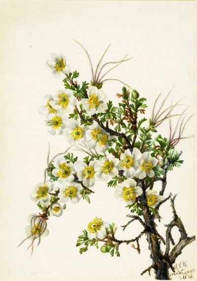 Cliffrose Cowania stanshuriana, 1934 von Mary Vaux Walcott