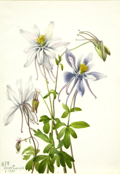 Akelei (Aquilegia ecalcarata) von Mary Vaux Walcott