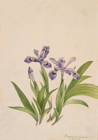 Gefranste Schwertlilie Iris cristata, 1918 von Mary Vaux Walcott