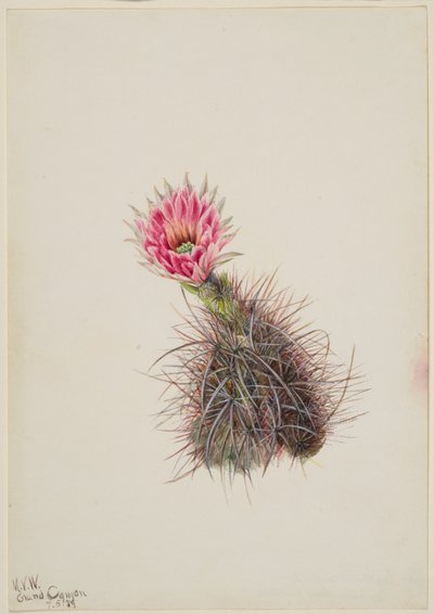 Gurkenkaktus, 1939 von Mary Vaux Walcott