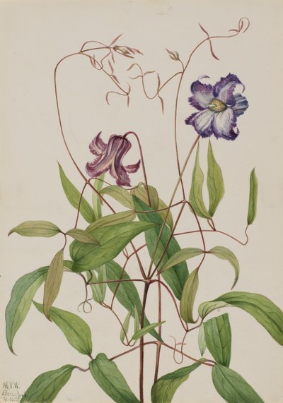 Lockige Clematis Clematis crispa, 1925 von Mary Vaux Walcott