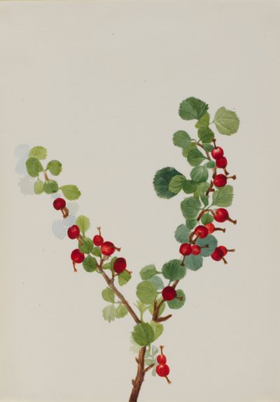 Johannisbeere (unvollendet) (Ribes-Art) von Mary Vaux Walcott