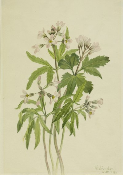 Zerschlitztes Zahnwurz Dentaria laciniata, 1918 von Mary Vaux Walcott