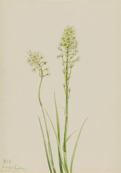 Todeskamas (Zygadenus venenosus) von Mary Vaux Walcott