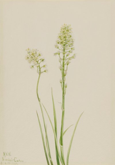 Todeskamas Zygadenus venenosus, 1923 von Mary Vaux Walcott