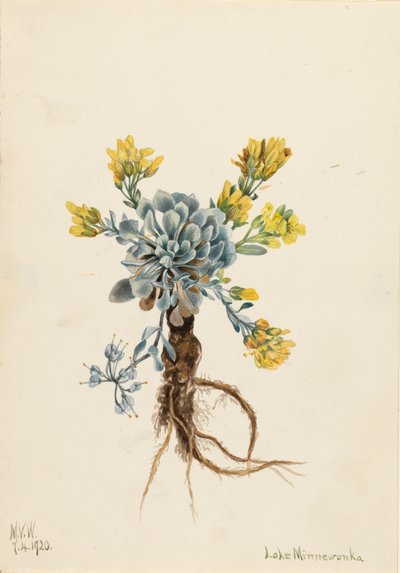 Doppel-Blasenschote Physaria didymocarpa, 1920 von Mary Vaux Walcott