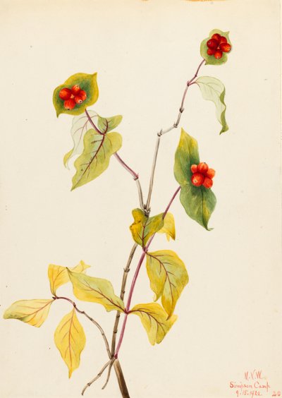 Douglas Geißblatt (Lonicera glaucescens) von Mary Vaux Walcott