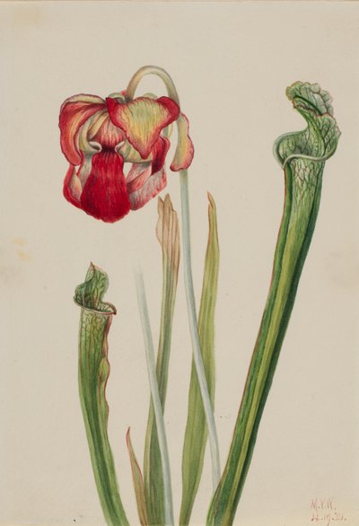 Drummond-Schlauchpflanze Sarracenia drummondii, 1921 von Mary Vaux Walcott