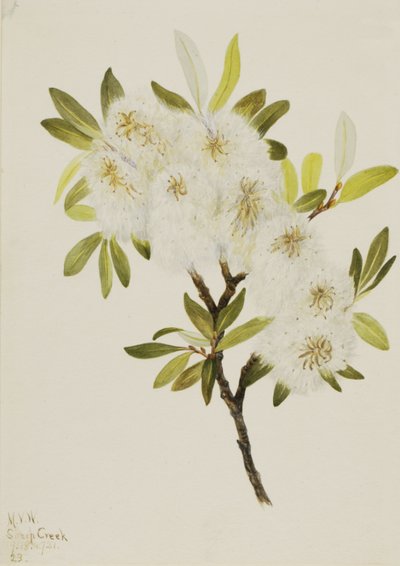 Drummond-Weide Salix drummondiana von Mary Vaux Walcott