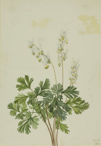 Holländerhosen (Bikukulla cucullaria) von Mary Vaux Walcott