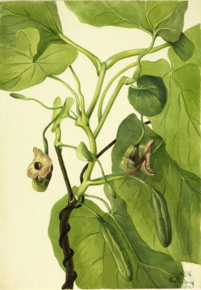 Pfeifenwinde von Mary Vaux Walcott