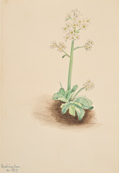 Frühe Steinbrech Saxifraga virginiensis, 1917 von Mary Vaux Walcott