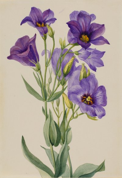 Eustoma russelianum von Mary Vaux Walcott