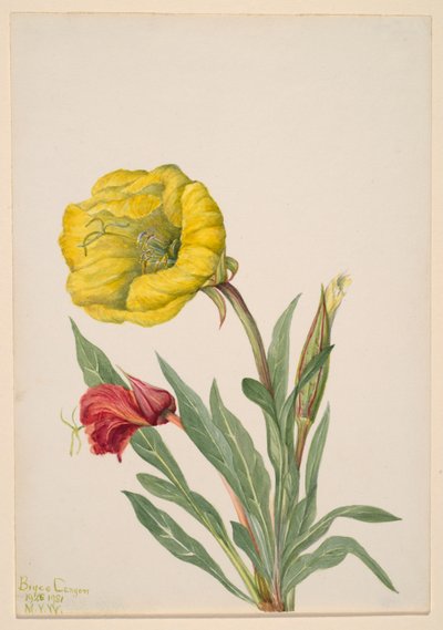 Nachtkerze (Oenothera howardi) von Mary Vaux Walcott