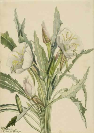 Nachtkerze (Pachyoplus hirsutus) von Mary Vaux Walcott