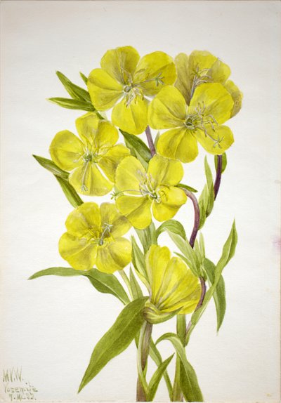 Nachtkerze Oenothera, 1933 von Mary Vaux Walcott