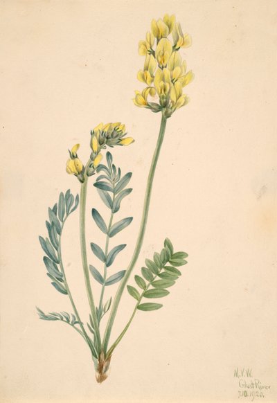 Falsches Locoweed Oxytropia gracilis von Mary Vaux Walcott