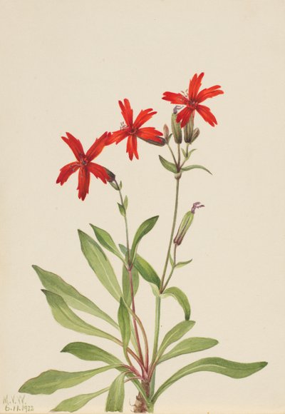 Feuerpink (Silene virginica) von Mary Vaux Walcott