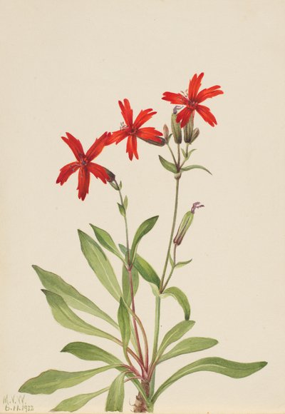 Feuerrote Nelke Silene virginica, 1932 von Mary Vaux Walcott