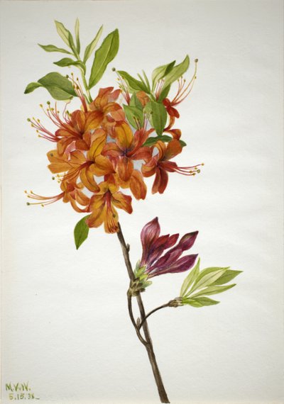 Flammenazalee Rhododendron speciosum, 1938 von Mary Vaux Walcott