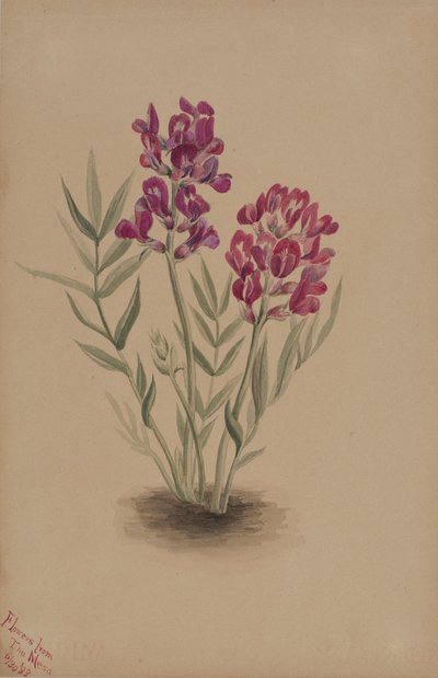 Blumen von der Mesa von Mary Vaux Walcott