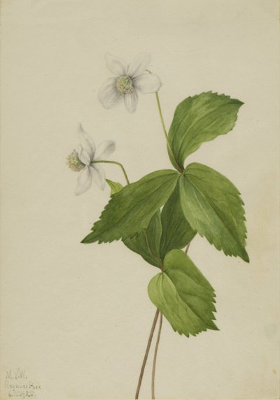 Wald-Anemone Anemone deltoidea, 1925 von Mary Vaux Walcott