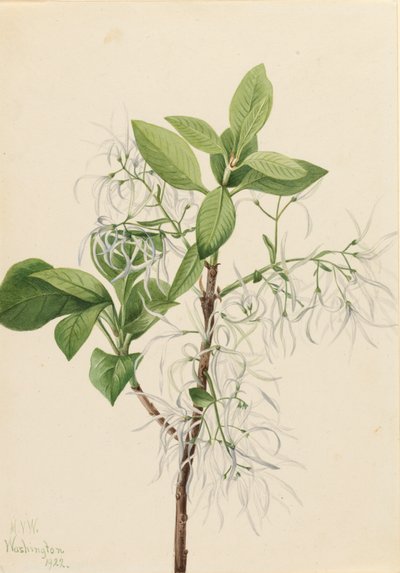 Fransbaum, Chionanthus virginica, 1922 von Mary Vaux Walcott