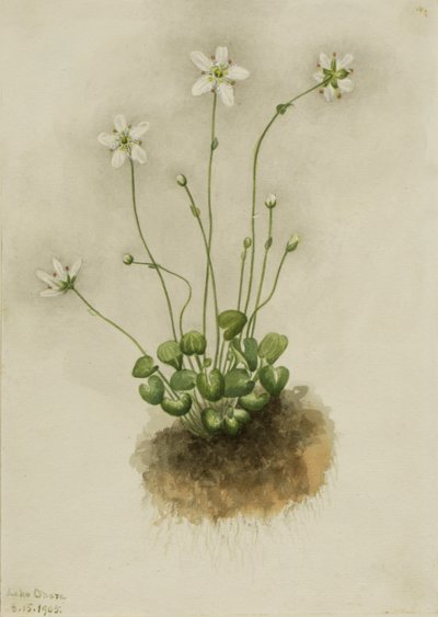 Gefranste Parnassia Parnassia fimbriata, 1905 von Mary Vaux Walcott