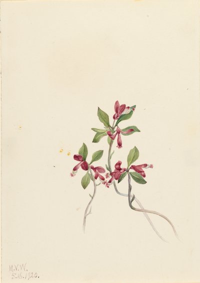 Fransige Polygala Polygala paucifolia, 1920 von Mary Vaux Walcott