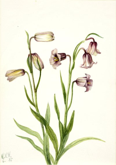 Schachbrettblume Fritillaria biflora, 1935 von Mary Vaux Walcott