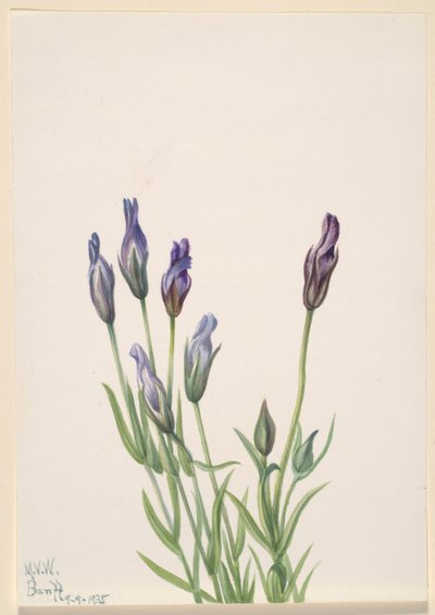 Enzian (Gentiana macounii) von Mary Vaux Walcott