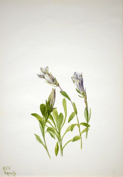 Enzian (Gentiana newberri) von Mary Vaux Walcott