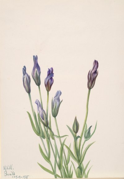 Enzian (Gentiana macounii), 1935 von Mary Vaux Walcott