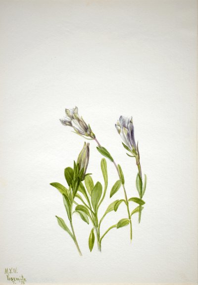 Enzian Gentiana newberri von Mary Vaux Walcott