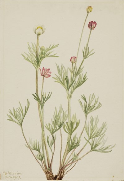 Kugel-Anemone Anemone globosa, 1917 von Mary Vaux Walcott