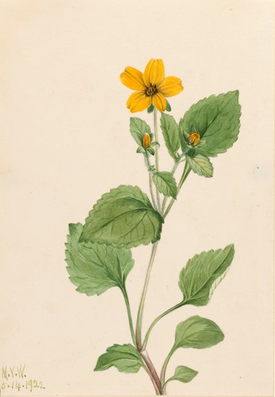 Goldener Stern Chrysogonum virginianum, 1922 von Mary Vaux Walcott
