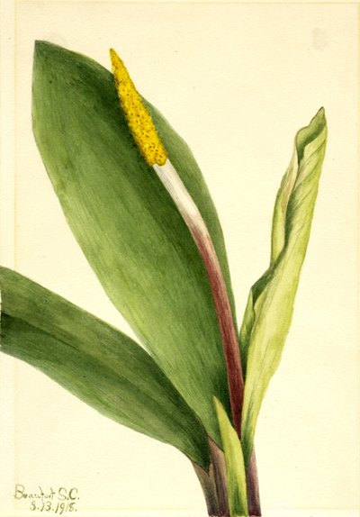 Goldkolben (Orontium aquaticum) von Mary Vaux Walcott
